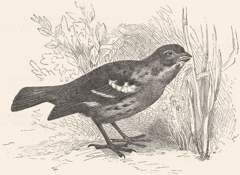 BIRDS. Passerine. Habias. Rarita Rara c1870 old antique vintage print picture